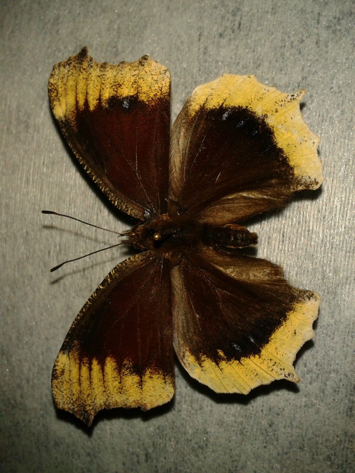 Nymphalis antiopa (form1) Internet Image property of respective owner, non-commercial use only